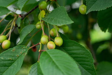 Branch with green cherries. Little young cherry fruit on a bright sunny day. selective focus