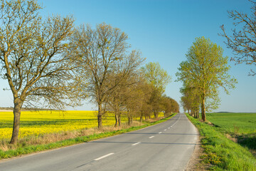 Trees on an asphalt road and a rape field