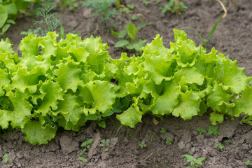 Leaf lettuce, or lettuce - an herbaceous annual plant of the Aster family. Belongs to valuable...
