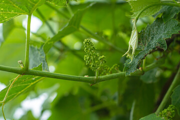 green berries of a young blue grape starting to form. Valuable food product and raw materials for winemaking. Selective focus