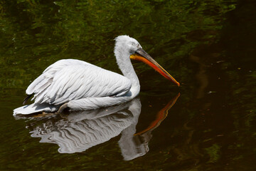 
wild pelican with a big beak and white feather on the water surface in the park