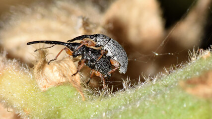 Rüsselkäfer, Stockrosen Spitzmäuschen, Langrüssliges Stockrosenspitzmäuschen, Rhopalapion longirostre, Käfer, Insekt, Tier, Makro