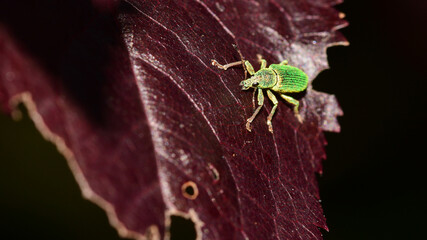 Gr&uuml;nr&uuml;ssler, Silberne Gr&uuml;nr&uuml;ssler, Silbriggr&uuml;ner Laubholzr&uuml;ssler, Goldgr&uuml;ner Blattnager, Phyllobius argentatus, Curculionidae, R&uuml;sselk&auml;fer, K&auml;fer, Insekt, 