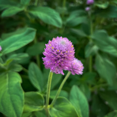 flower of a clover