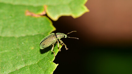 Grünrüssler, Silberne Grünrüssler, Silbriggrüner Laubholzrüssler, Goldgrüner Blattnager, Phyllobius argentatus, Curculionidae, Rüsselkäfer, Käfer, Insekt, 