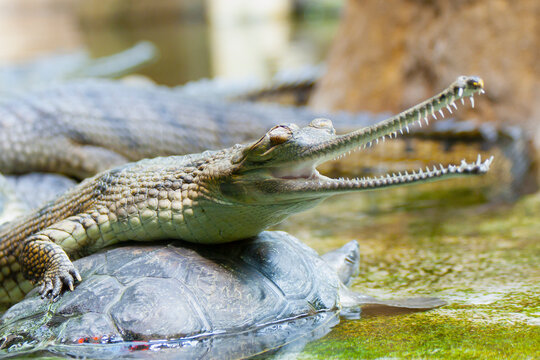 gavial crocodile in the water