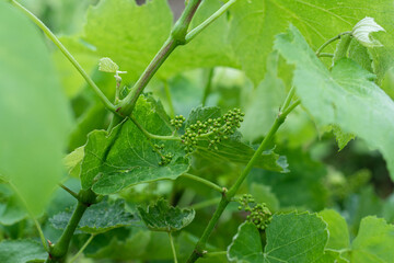 green berries of a young blue grape starting to form. Valuable food product and raw materials for winemaking. Selective focus