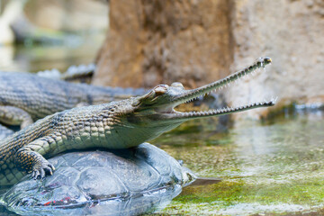 gavial crocodile in the water