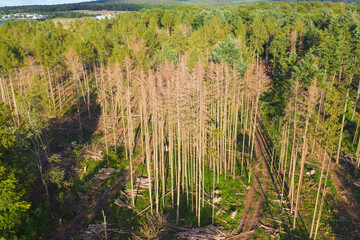 Aerial view of dead trees in the Taunus / Germany