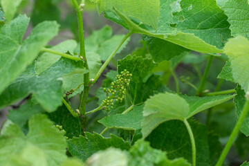 green berries of a young blue grape starting to form. Valuable food product and raw materials for winemaking. Selective focus