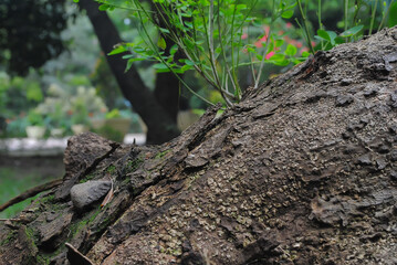 Tree trunk close-up in the forest - web banner