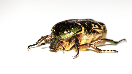 Naklejka premium Goldglänzender Rosenkäfer, Cetonia aurata, Rosenkäfer, Käfer, Insekt