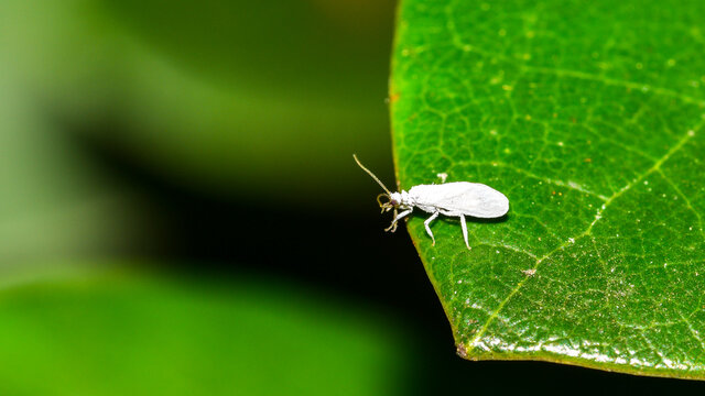 Mottenschildlaus, Schildlaus, Laus, Aleyrodidae, weiße Fliege, Insekt, Natur, Makro,