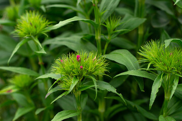 Clove or Dianthus - a genus of perennial plants in the clove family. flowering process of red carnations. selected focus