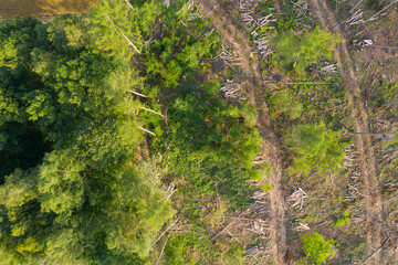 Fototapeta premium Some still healthy trees next to deforested forest in the Taunus / Germany