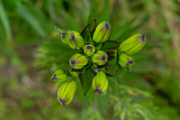 Lanceolate, or Tiger Lily, is a perennial herb from the Liliaceae family. Unopened flower buds. Selective focus