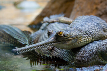 wild green gavial in nature in the lake
