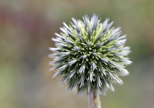 Bl&uuml;ten einer wei&szlig;en Kugeldistel