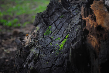 The spreading root system of the old tree on the ground.