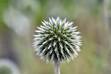 Blüten einer weißen Kugeldistel