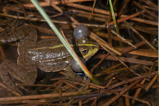 
wild frog in the pond