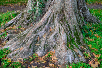 Deutschland, Baumstamm mit Wurzelansätzen.