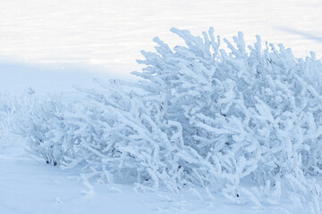 Plants in the tundra in the Arctic are covered with hoar frost. Snow and rime ice on the branches of bushes. Beautiful winter background with twigs covered with hoarfrost. Cold snowy weather. Frosting