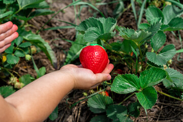 children's hand rips off artificial strawberries from a bush of garden strawberries. the problem of saturation of berries and fruits with platinum and chemicals