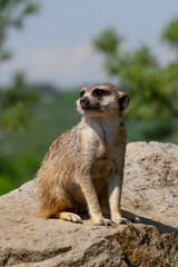 meerkat on the lookout at rock in nature 