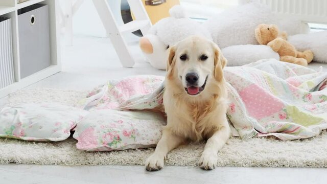 Beautiful healthy dog lying under blanket with pillow indoors