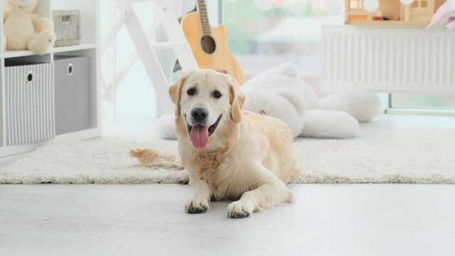 Beautiful golden retriever dog lying on floor in light room