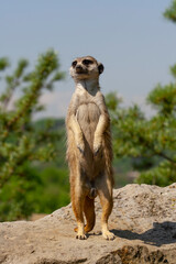 
wild meerkat on a guard on a stone with a blurred background