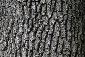 Embossed texture of tree bark. Tree trunk with natural bark patterns on the surface. Natural wood background. Closeup side view.