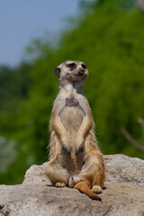 
wild meerkat on a guard on a stone with a blurred background