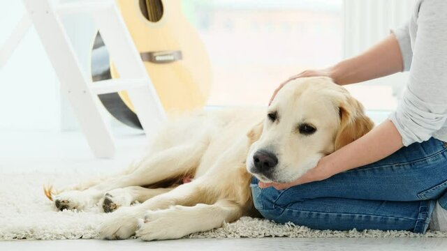 Cute dog enjoying palming while lying on lap of girl indoors