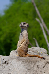 
wild meerkat on a guard on a stone with a blurred background