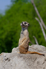
wild meerkat on a guard on a stone with a blurred background