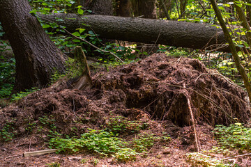 uprooted trees lie in the forest. a consequence of natural phenomena, a strong storm. selective focus