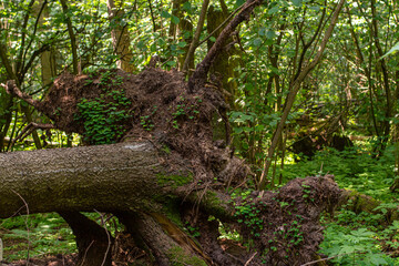 uprooted trees lie in the forest. a consequence of natural phenomena, a strong storm. selective focus
