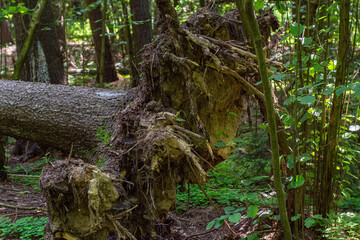 uprooted trees lie in the forest. a consequence of natural phenomena, a strong storm. selective focus