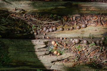 Woody Lykogala, or Lycogala epidendrum - a type of mucus that is part of the genus of the lycoglass of the Tubiferaceae family. Mushrooms grow on old dry tree stumps. selective focus
