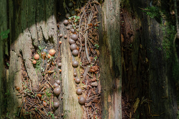 Woody Lykogala, or Lycogala epidendrum - a type of mucus that is part of the genus of the lycoglass of the Tubiferaceae family. Mushrooms grow on old dry tree stumps. selective focus