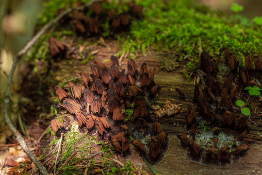 Brown stemonitis or Stemonitis fusca - a species of myxomycetes of the genus stemonitis, widespread in nature. mushrooms growing on an old stump. selective focus