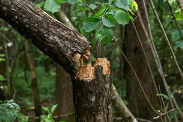 conifer tree trunk broken in half. a consequence of a natural phenomenon, a storm. Forest destruction.