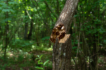 conifer tree trunk broken in half. a consequence of a natural phenomenon, a storm. Forest...