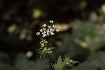 Angelica, or angelica - a genus of herbaceous plants from the Umbrella family. blooming flowers in the forest. selective focus