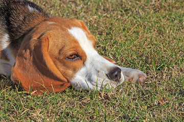 Beagle 8