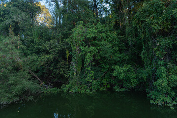 Deep green jungle waterside background 