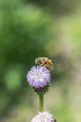 Outdoor blooming pink flowers Tagetes and bees，Hemistepta lyrata (Bunge) Bunge