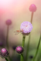 Outdoor blooming pink flowers Tagetes and bees，Hemistepta lyrata (Bunge) Bunge